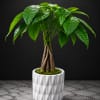A braided-trunk money tree in a white faceted ceramic planter makes a
