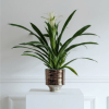Quiet Bromeliad features graceful green foliage and a delicate white bloom for