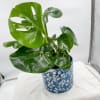 A tropical plant that like high humidity, and indirect sunlight. Comes in