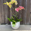 A beautiful summer vibe collection of mixed orchids in a ceramic vase.
(PLEASE