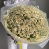 Large bouquet of small white daisies with yellow centers wrapped in pale paper