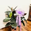 Potted rubber plant with a purple ribbon bow