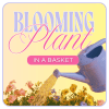Florist&rsquo;s Choice Blooming Plant in a Basket features a fresh, seasonal blooming