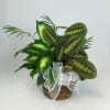 Basket of assorted green houseplants with a white ribbon bow