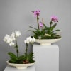Orchid color will vary. Because flowers follow the rhythm of the seasons