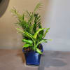 Potted green houseplant in a blue ceramic planter