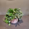Potted plant arrangement with variegated green leaves in a pink container