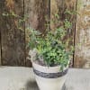 Potted green plant in a white decorative container