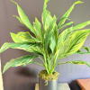 Potted green variegated plant in a black container