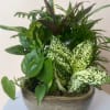 Mixed green houseplants in a shallow ceramic bowl