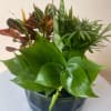 Tropical potted plant arrangement in a dark bowl planter