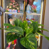 Hanging potted pothos plant with variegated green leaves