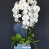 White orchid arrangement in a white vase with a blue ribbon