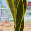 Potted snake plant with tall variegated green leaves in a white container
