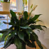 Potted peace lily with white blooms on a table