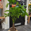 Potted money tree plant with braided trunk and bright green leaves