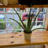 Potted aloe plant in a small white container on a wooden shelf
