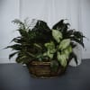 Assorted Plants in a 17in Basket 

Plant types as basket color/design may