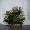 Assorted Plants in a terracotta dish.

Plant types and container may vary.