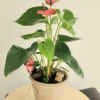 Potted anthurium plant with pink spathes and glossy green leaves