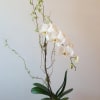 Tall potted white orchid in a white ceramic pot displayed on a wooden stool