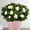 White flowers arranged in a pink patterned pot with dense green foliage