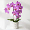 Potted purple orchids in a white textured planter