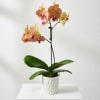 Potted orchid with pink and yellow blooms in a white ceramic pot