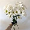 
Cheerful, fresh, and timeless, our White Daisy Bunch brings effortless beauty to