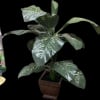 Potted leafy houseplant with large variegated green leaves