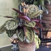 Potted plant with variegated leaves and butterfly picks in a woven basket