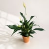 Potted peace lily plant with white blooms in a terracotta pot