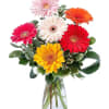 Colorful Gerbera arranged in a clear vase.
