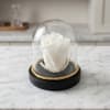 Enjoy the timeless beauty of a real, Mini white rose preserved to