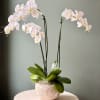 Three stems of white Phalaenopsis orchids create an immediate sense of calm