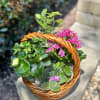 Basket of potted flowering plants with pink blooms and green foliage