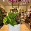 A ceramic pot of an orchid and a mix of green plants.