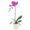 Potted pink orchid with a white planter