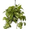 8" POTHOS GOLDEN HB