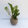 Potted green plant with upright stems in a round beige pot