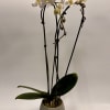 1- 6-inch Double Phalaenopsis Waterfall Orchid in a 6x6 white and grey