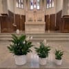 Three potted peace lilies arranged on a church altar step