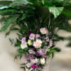This elegant sympathy piece features a blooming peace lily plant complemented by