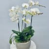 White orchids in a gray pot on a round table