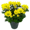 Yellow daisy bouquet in a dark wrapped pot