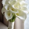 Bouquet of white calla lilies tied with a white ribbon