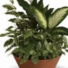 This peaceful sympathy dish garden features a lush mix of healthy green