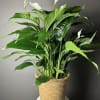 This elegant peace Lilly plant features glossy green leaves and graceful white