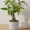 This graceful green house plant features lush green leaves and a braided