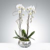 White orchid arrangement in a silver textured pot